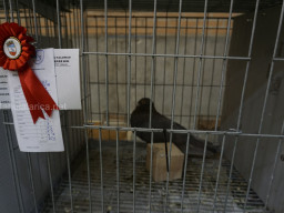 XIV Concurso Exposición de Palomas de Raza en Mula 2024